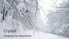  Presentation with trail - Theme enhanced with beech forest in nebrodi park background and a light gray colored foreground