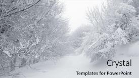  Presentation with trail - Amazing PPT layouts having beech forest in nebrodi park backdrop and a light gray colored foreground