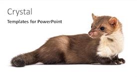  Presentation with looking for their - Beautiful theme featuring beech-marten-looking-away-isolated backdrop and a white colored foreground