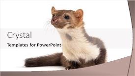  Presentation with passed away - PPT theme featuring beech-marten-looking-away-isolated background and a light gray colored foreground