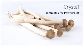  Presentation with mushroom - PPT theme having beech-mushrooms-or-shimeji-mushroom background and a sky blue colored foreground