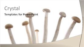  Presentation with mushroom - PPT theme with beech-mushrooms-or-shimeji-mushroom background and a white colored foreground