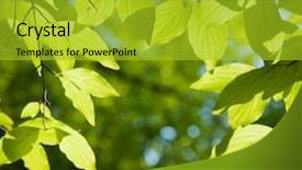  Presentation with spring tree - Cool new slides with beech tree forest during spring backdrop and a gold colored foreground