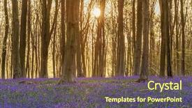  Presentation with pine trees sun shining through - Presentation theme featuring beech woodland full of bluebell background and a tawny brown colored foreground