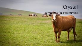  Presentation with pasture - PPT theme enhanced with beef cattle - cow grazing on a lovely background and a light gray colored foreground