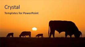  Presentation with golden light - PPT theme featuring beef cattle - cow silhouettes with golden light background and a light gray colored foreground