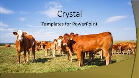  Presentation with pasture - Audience pleasing presentation consisting of beef cattle - cows grazing on a lovely backdrop and a light blue colored foreground