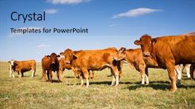  Presentation with pasture - Amazing PPT theme having beef cattle - cows grazing on a lovely backdrop and a light blue colored foreground