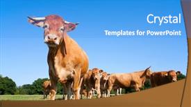  Presentation with cattle beef - PPT layouts featuring beef cattle - limousin cows background and a teal colored foreground