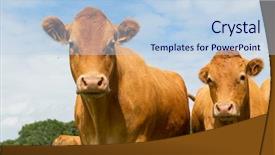  Presentation with cattle beef - Cool new PPT theme with beef cattle - typical limousin cows backdrop and a light blue colored foreground