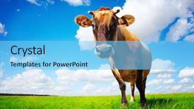  Presentation with cattle beef - Cool new PPT theme with beef cattle farm - brown cow standing on green backdrop and a light blue colored foreground