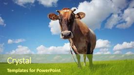  Presentation with cattle beef - Theme consisting of beef cattle farm - brown cow standing background and a tawny brown colored foreground