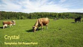  Presentation with cow - Presentation design featuring beef cattle farm - brown holstein cow background and a tawny brown colored foreground