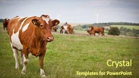  Presentation with cattle beef - Colorful slides enhanced with beef cattle farm - cow grazing on a lovely backdrop and a tawny brown colored foreground