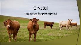  Presentation with pasture - Audience pleasing presentation consisting of beef cattle farm - cow grazing on a lovely backdrop and a sky blue colored foreground