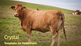 Presentation with pasture - Cool new PPT theme with beef cattle farm - cow grazing on a lovely backdrop and a tawny brown colored foreground