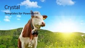  Presentation with beef cattle farm - Beautiful slide deck featuring beef cattle farm - cow in the meadow backdrop and a light blue colored foreground