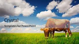  Presentation with cattle beef - Cool new slides with beef cattle farm - cow on green grass backdrop and a light blue colored foreground