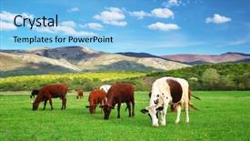  Presentation with cattle beef - Amazing presentation theme having beef cattle farm - cow on green meadow nature backdrop and a light blue colored foreground