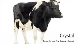  Presentation with cow - Presentation enhanced with beef cattle farm - cow standing in front background and a white colored foreground