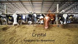  Presentation with cattle beef - Presentation consisting of beef cattle farm - cows in the cowshed eating background and a gold colored foreground