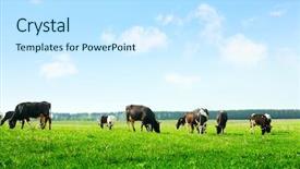  Presentation with cattle beef - Cool new presentation with beef cattle farm - cows on green meadow backdrop and a sky blue colored foreground