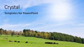  Presentation with pasture - Beautiful presentation design featuring beef cattle farm - cows on pasture in beautiful backdrop and a light blue colored foreground