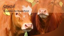  Presentation with cattle beef - Cool new theme with beef cattle farm - cute calves cow backdrop and a gold colored foreground