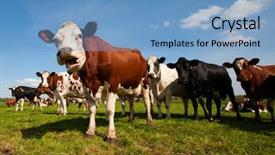  Presentation with dutch - Audience pleasing slide deck consisting of beef cattle farm - dutch cows backdrop and a light blue colored foreground