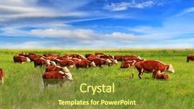  Presentation with branding - Audience pleasing PPT layouts consisting of beef cattle farm - group of hereford cows being backdrop and a gold colored foreground