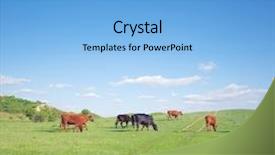  Presentation with beef cattle farm - Slide set enhanced with beef cattle farm - herd of cows on green background and a light blue colored foreground