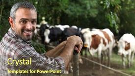  Presentation with beef cattle farm - Slides enhanced with beef cattle farm - man in front of cows background and a tawny brown colored foreground