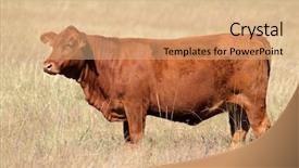  Presentation with cattle beef - Beautiful presentation design featuring beef cattle farm - red angus cow on pasture backdrop and a coral colored foreground