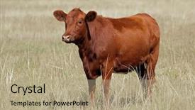  Presentation with pasture - PPT theme consisting of beef cattle farm - red angus cow on pasture background and a coral colored foreground