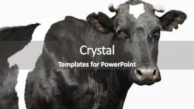  Presentation with cow - PPT theme having beef cattle farm - sad black cow over gray background and a dark gray colored foreground