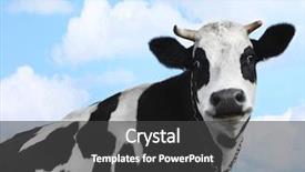  Presentation with cattle beef - Cool new slide set with beef cattle farm - smiling cow over blue sky backdrop and a dark gray colored foreground