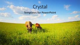  Presentation with beef cattle farm - Theme with beef cattle farm - two cows baby and mother background and a light blue colored foreground