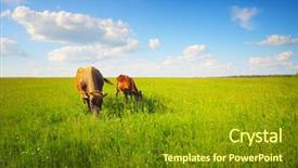  Presentation with beef cattle farm - Slides having beef cattle farm - two cows baby and mother background and a tawny brown colored foreground