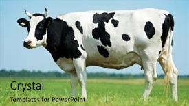 Presentation with cow - Colorful theme enhanced with beef cattle farm - white milch cow with black backdrop and a yellow colored foreground