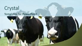  Presentation with beef cattle farm - Colorful presentation enhanced with beef cattle farm - white milch cow with black backdrop and a sky blue colored foreground