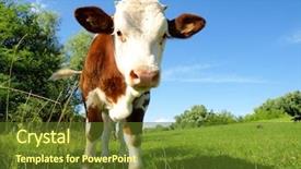  Presentation with beef cattle farm - Theme consisting of beef cattle farm - young bull background and a tawny brown colored foreground