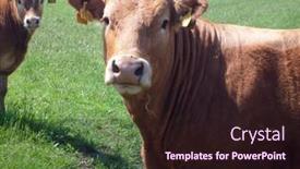  Presentation with cow - PPT theme having beef-cow-stood-in-countryside background and a wine colored foreground