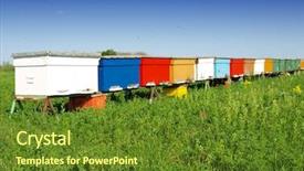  Presentation with bee - Amazing PPT theme having beehive and bee backdrop and a tawny brown colored foreground