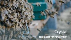  Presentation with beef cattle on farm - Cool new PPT theme with beehive and bees outdoor honey backdrop and a  colored foreground