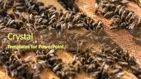  Presentation with bees butterflies - Slide set consisting of beehives - group of bees near background and a tawny brown colored foreground