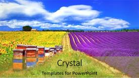  Presentation with sunflowers - Amazing slide deck having beehives - provence france - blooming fields backdrop and a yellow colored foreground
