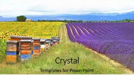  Presentation with france - Beautiful PPT theme featuring beehives - provence france - fields backdrop and a yellow colored foreground