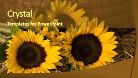  Presentation with sunflowers - Slide deck featuring beehives - sunflowers in front background and a tawny brown colored foreground