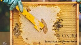  Presentation with honeycomb - PPT theme having beekeeper-at-work-honey-bees background and a yellow colored foreground
