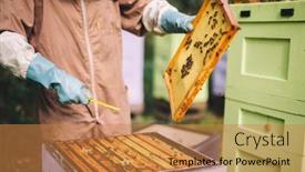  Presentation with honeycomb - Theme featuring beekeeper-at-work-honey-bees background and a gold colored foreground